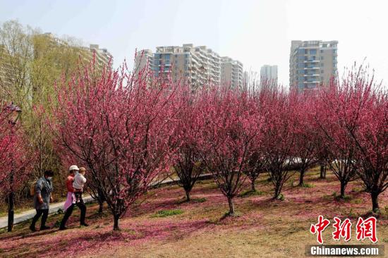 武汉金银湖绿道上梅花盛开休闲区蓝鸢梦想 - Www.slyday.coM