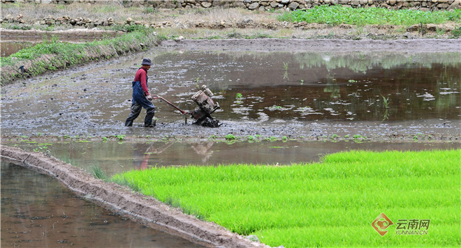 二月二龙抬头，云岭大地有了“新发型”休闲区蓝鸢梦想 - Www.slyday.coM