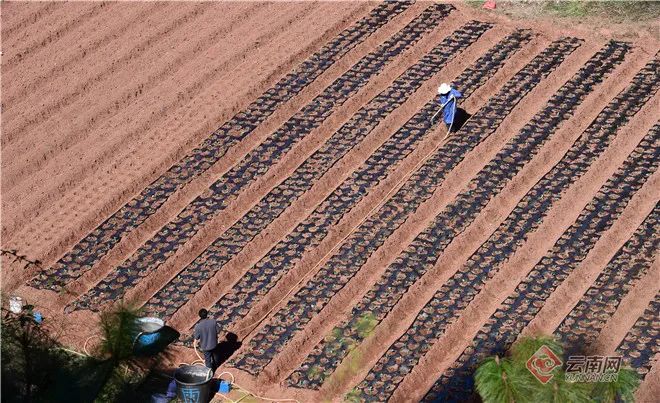 二月二龙抬头，云岭大地有了“新发型”休闲区蓝鸢梦想 - Www.slyday.coM