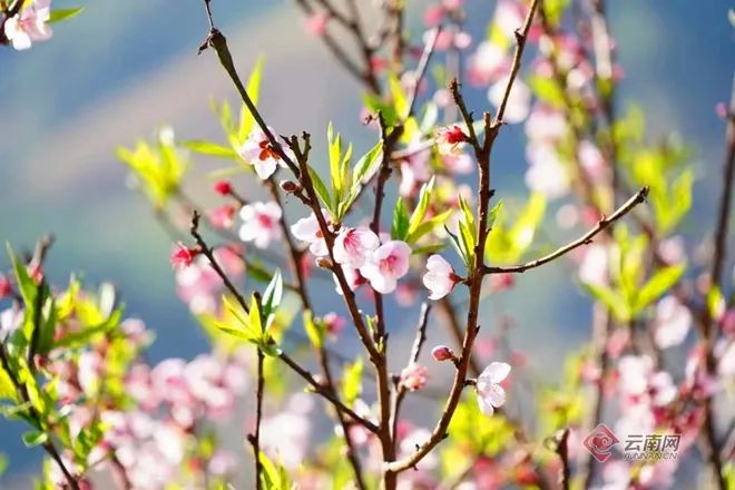 二月二龙抬头，云岭大地有了“新发型”休闲区蓝鸢梦想 - Www.slyday.coM