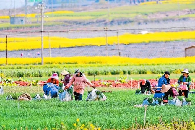 二月二龙抬头，云岭大地有了“新发型”休闲区蓝鸢梦想 - Www.slyday.coM