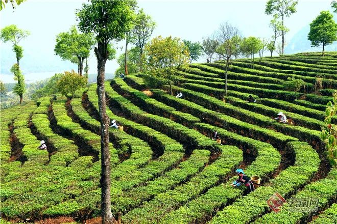 二月二龙抬头，云岭大地有了“新发型”休闲区蓝鸢梦想 - Www.slyday.coM