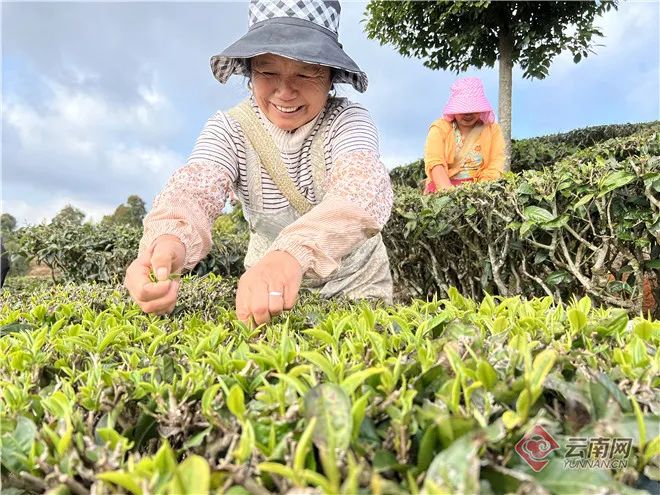 二月二龙抬头，云岭大地有了“新发型”休闲区蓝鸢梦想 - Www.slyday.coM