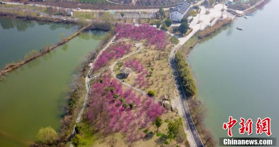 武汉金银湖绿道上梅花盛开休闲区蓝鸢梦想 - Www.slyday.coM