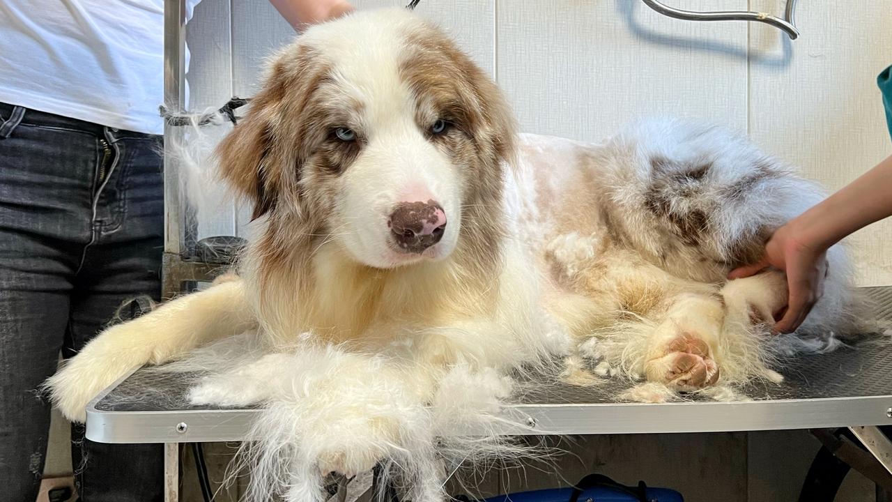 为了奖励边牧带它去剪毛剪完之后好像换了一条狗