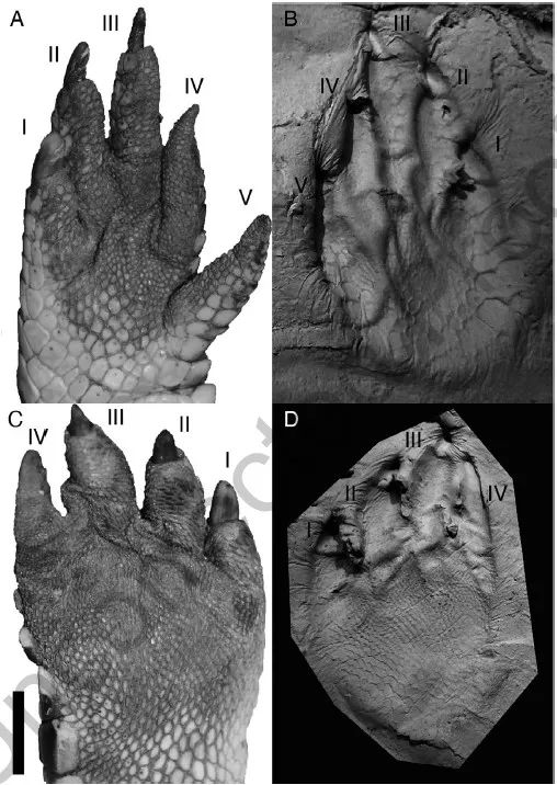 科研人员们还对这坨粪便上的脚印进行了鉴定,确定上面的痕迹就是鳄鱼