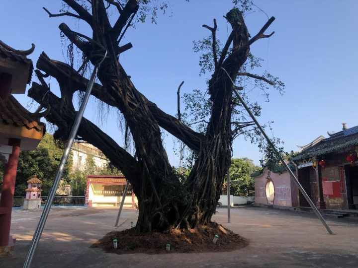 接力抢救惠州一棵200多岁古树重新站起来