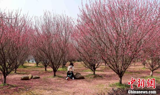 武汉金银湖绿道上梅花盛开休闲区蓝鸢梦想 - Www.slyday.coM