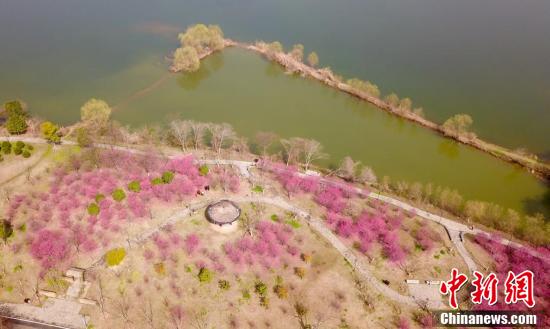 武汉金银湖绿道上梅花盛开休闲区蓝鸢梦想 - Www.slyday.coM