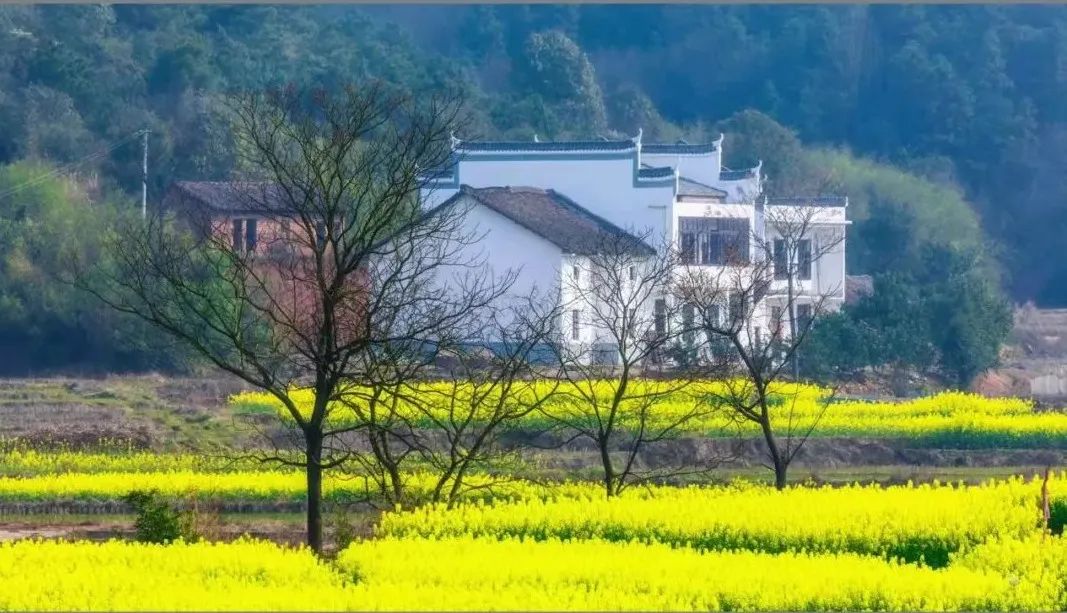 二月二龙抬头，来郴州看油菜花吧！休闲区蓝鸢梦想 - Www.slyday.coM