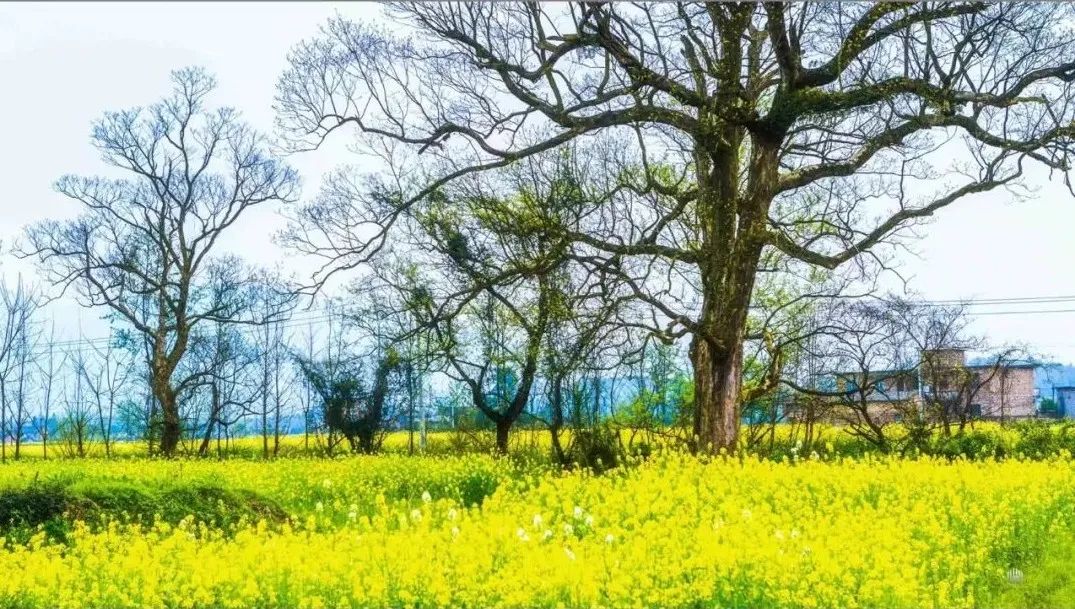 二月二龙抬头，来郴州看油菜花吧！休闲区蓝鸢梦想 - Www.slyday.coM