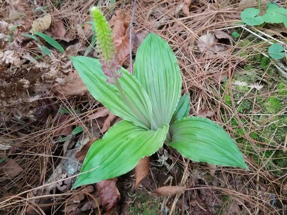 那它的名字就叫见血青,见血清也是它的中药名,它的叶子长得是这样子的