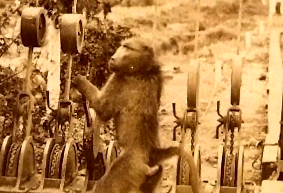 成精的狒狒,在火车站工作九年从未出错,还参加过一战被授予勋章休闲区蓝鸢梦想 - Www.slyday.coM 成精的狒狒,在火车站工作九年从未出错,还参加过一战被授予勋章休闲区蓝鸢梦想 - Www.slyday.coM