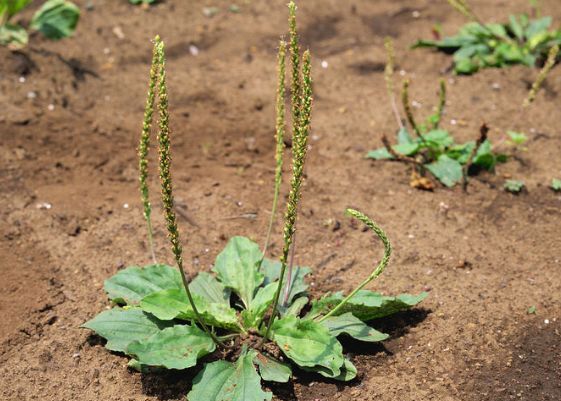 车前草的作用(车前草的作用与功效图片)