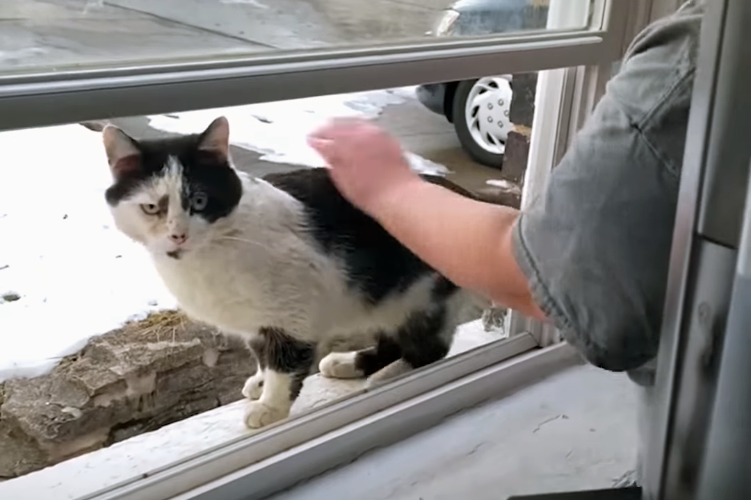 流浪猫因长得丑被嫌弃，为求好心人收养，它每天守在窗外休闲区蓝鸢梦想 - Www.slyday.coM