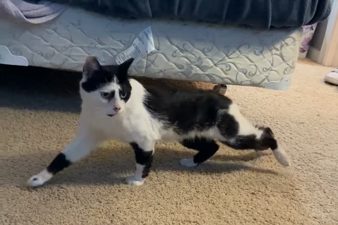 流浪猫因长得丑被嫌弃，为求好心人收养，它每天守在窗外休闲区蓝鸢梦想 - Www.slyday.coM