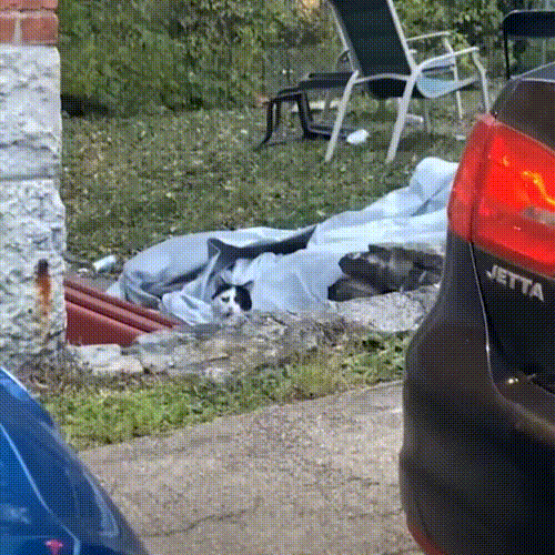 流浪猫因长得丑被嫌弃，为求好心人收养，它每天守在窗外休闲区蓝鸢梦想 - Www.slyday.coM