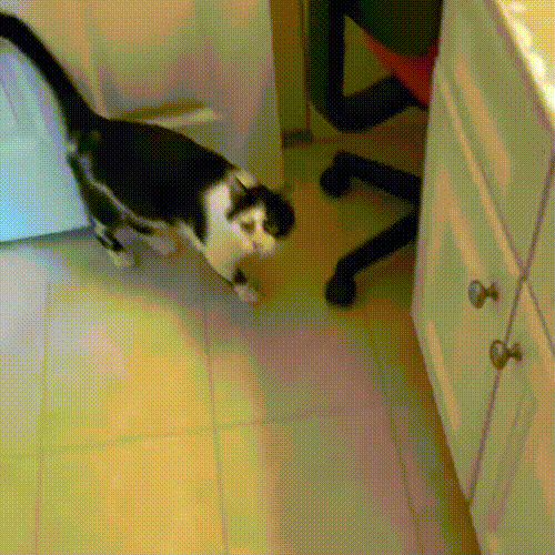 流浪猫因长得丑被嫌弃，为求好心人收养，它每天守在窗外休闲区蓝鸢梦想 - Www.slyday.coM