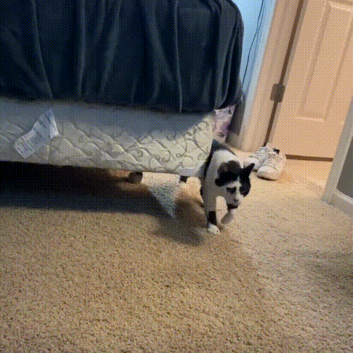 流浪猫因长得丑被嫌弃，为求好心人收养，它每天守在窗外休闲区蓝鸢梦想 - Www.slyday.coM