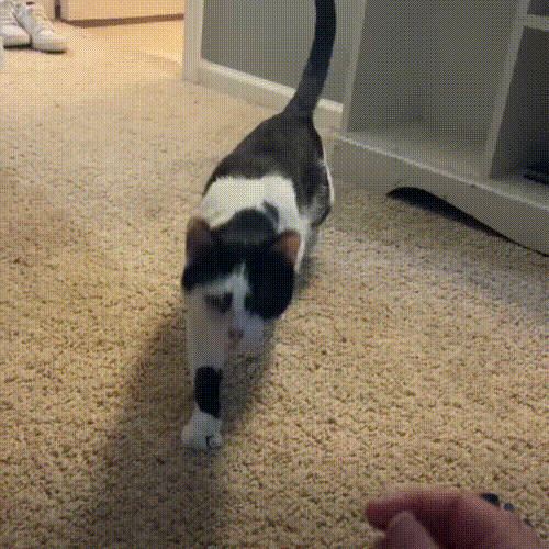 流浪猫因长得丑被嫌弃，为求好心人收养，它每天守在窗外休闲区蓝鸢梦想 - Www.slyday.coM