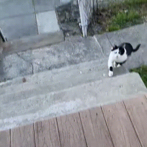 流浪猫因长得丑被嫌弃，为求好心人收养，它每天守在窗外休闲区蓝鸢梦想 - Www.slyday.coM