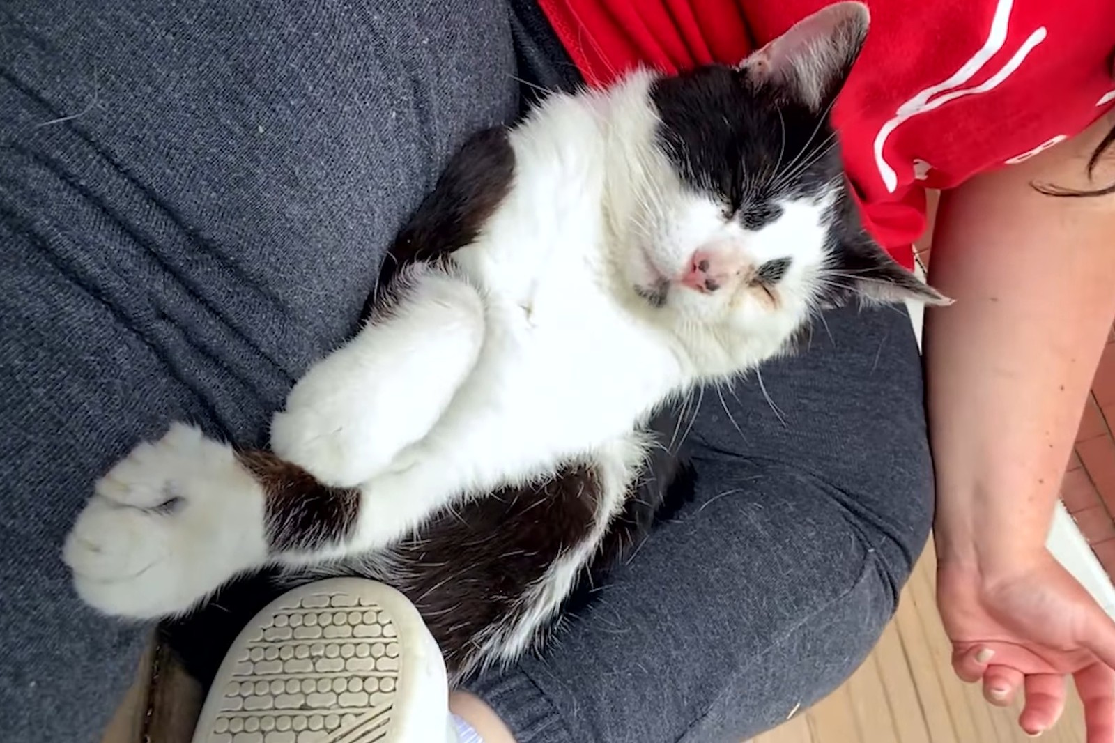 流浪猫因长得丑被嫌弃，为求好心人收养，它每天守在窗外休闲区蓝鸢梦想 - Www.slyday.coM