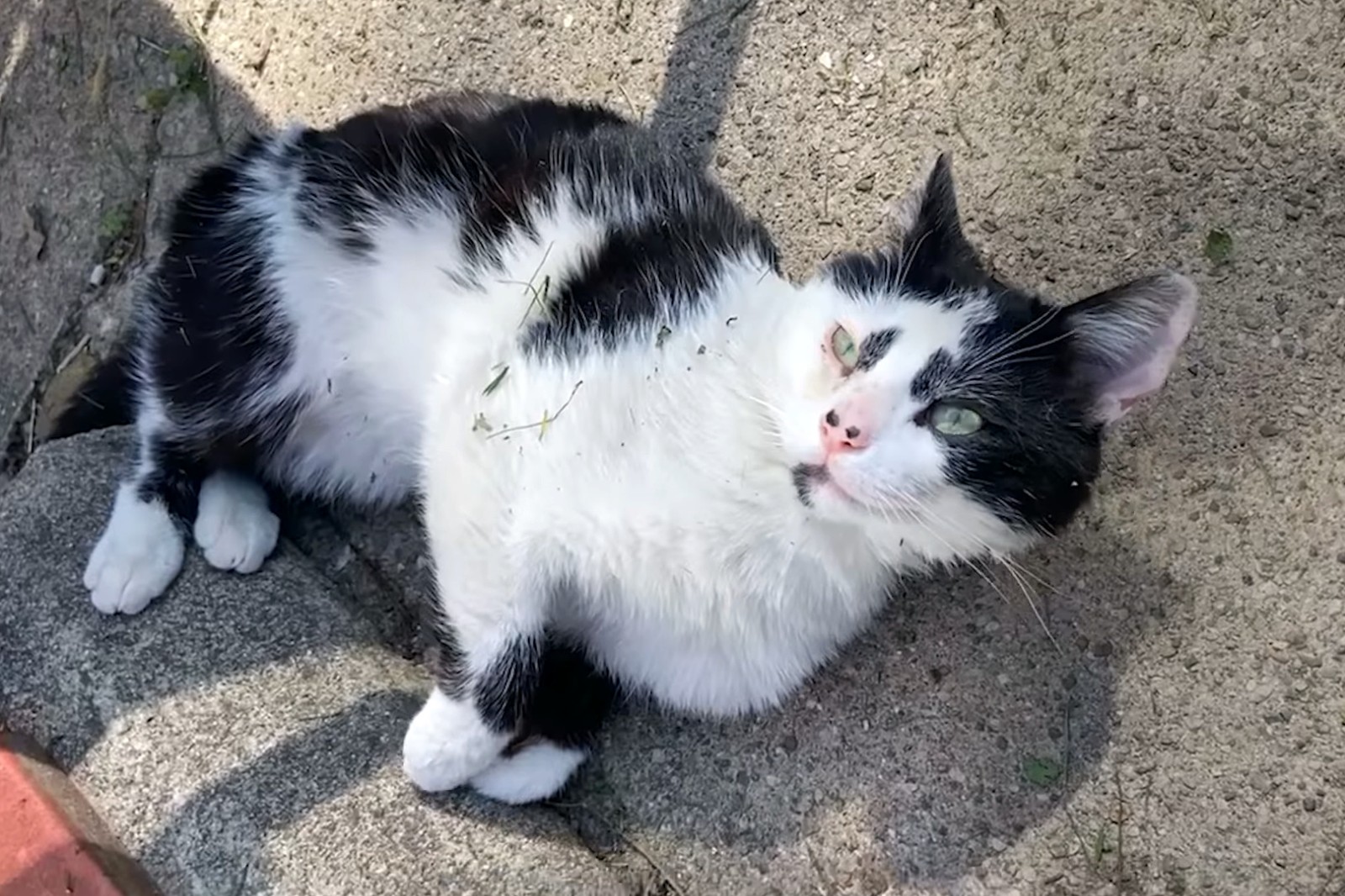 流浪猫因长得丑被嫌弃，为求好心人收养，它每天守在窗外休闲区蓝鸢梦想 - Www.slyday.coM