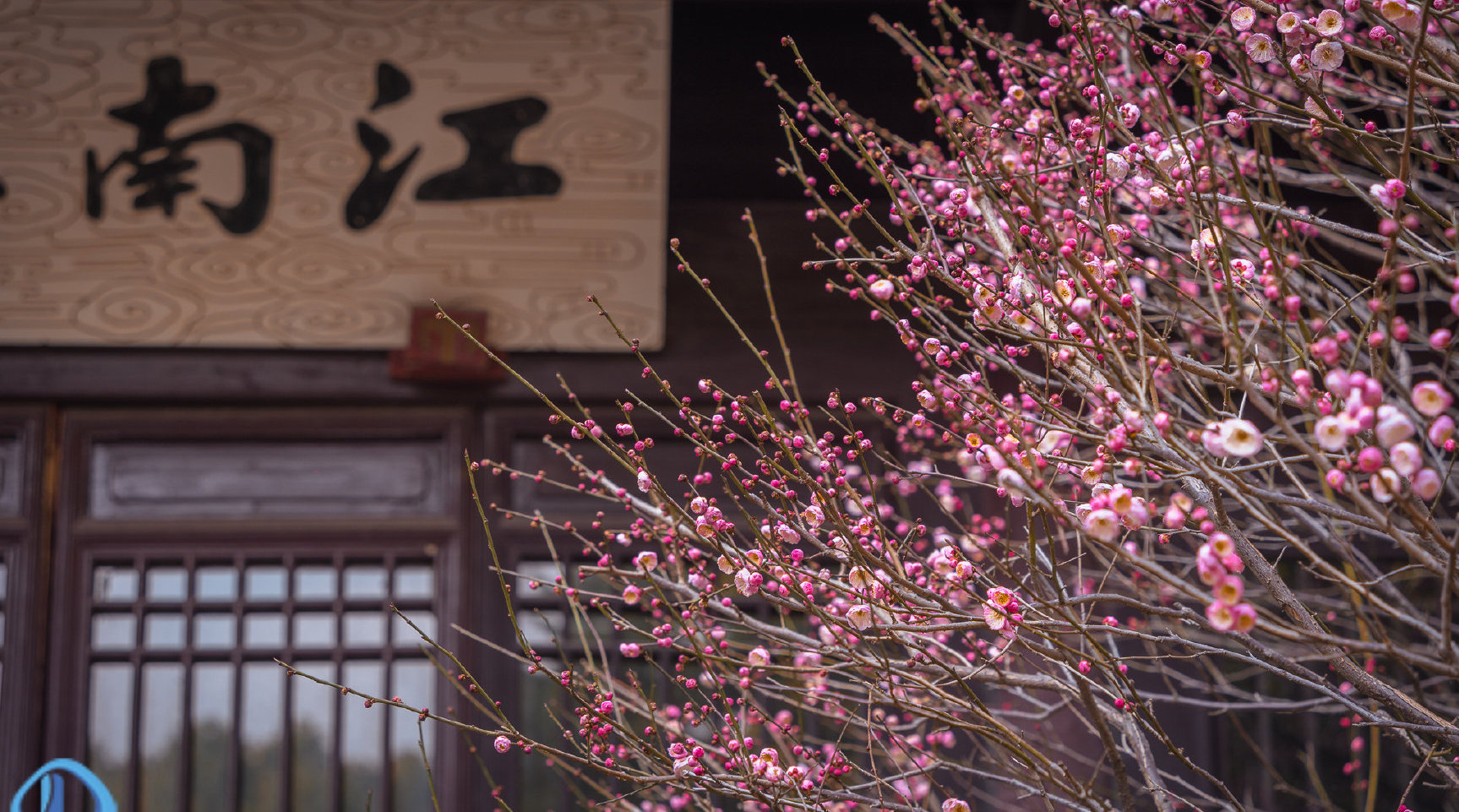 无锡惠山古镇寄畅园的梅花,随着春天的脚步一起来了