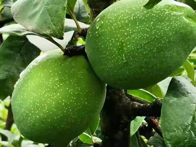 贵州正安这个村:干群都在春天里的田间地头忙活着|贵州|野木瓜|村民