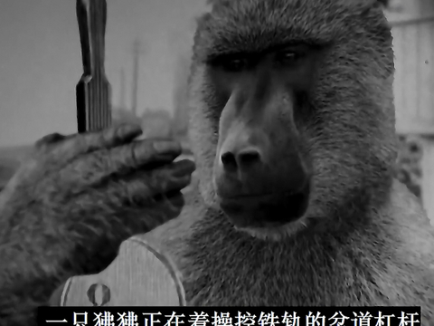 成精的狒狒，在火车站工作九年从未出错，还参加过一战被授予勋章|詹姆斯|南非|阿尔伯特|铁路|销售员_新浪新闻