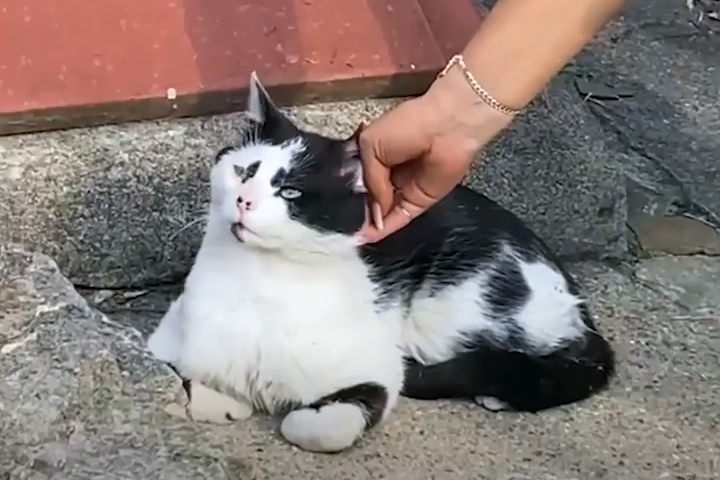 流浪猫因长得丑被嫌弃，为求好心人收养，它每天守在窗外休闲区蓝鸢梦想 - Www.slyday.coM