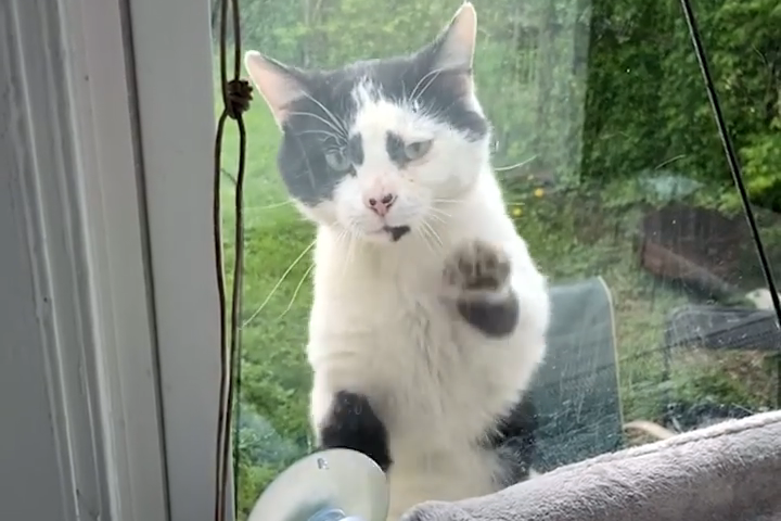 流浪猫因长得丑被嫌弃，为求好心人收养，它每天守在窗外休闲区蓝鸢梦想 - Www.slyday.coM