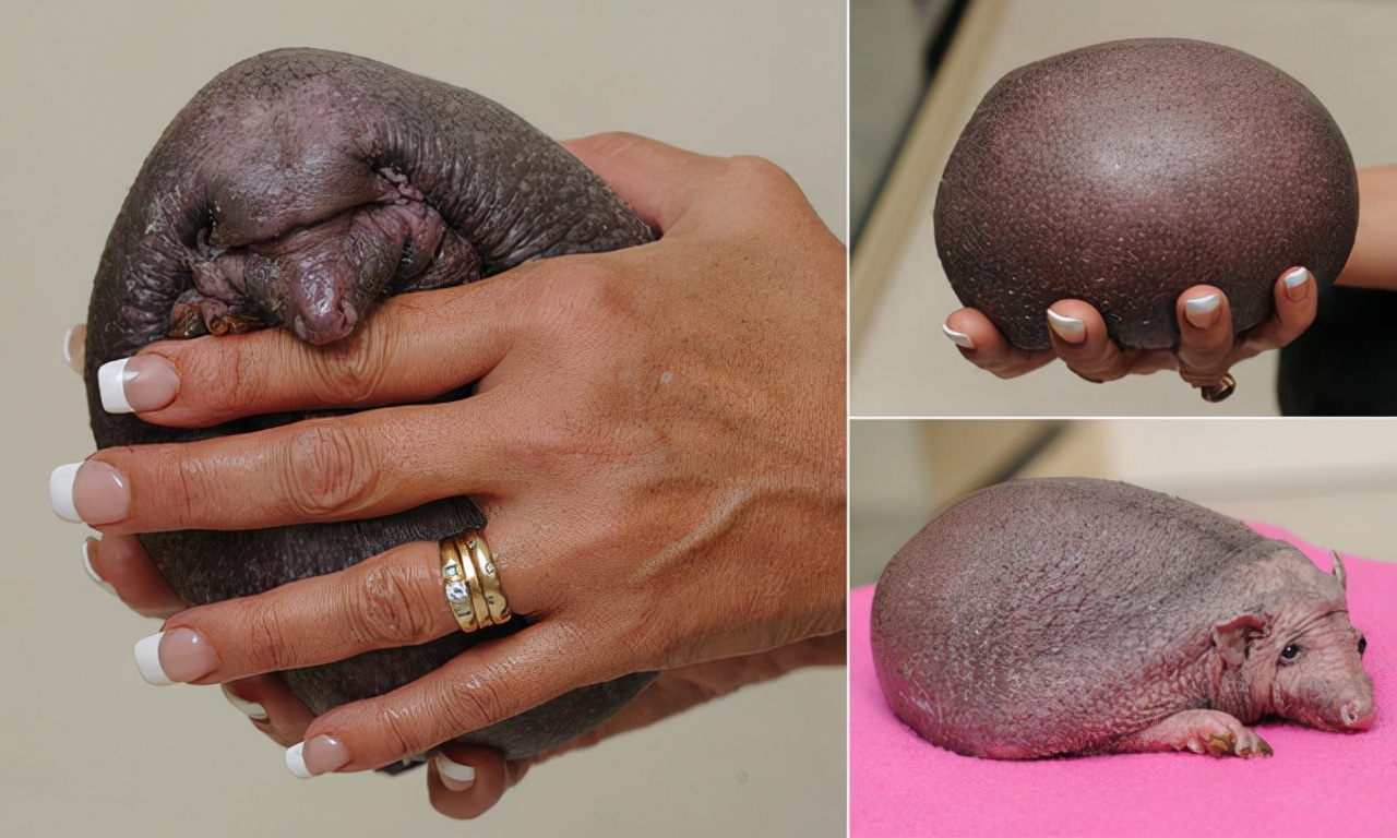 30张罕见的照片,马偷吃小鸡被鸡妈妈发现,鲨鱼被鱼头卡住喉咙休闲区蓝鸢梦想 - Www.slyday.coM 30张罕见的照片,马偷吃小鸡被鸡妈妈发现,鲨鱼被鱼头卡住喉咙休闲区蓝鸢梦想 - Www.slyday.coM