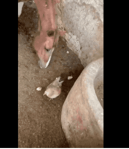 30张罕见的照片,马偷吃小鸡被鸡妈妈发现,鲨鱼被鱼头卡住喉咙休闲区蓝鸢梦想 - Www.slyday.coM 30张罕见的照片,马偷吃小鸡被鸡妈妈发现,鲨鱼被鱼头卡住喉咙休闲区蓝鸢梦想 - Www.slyday.coM