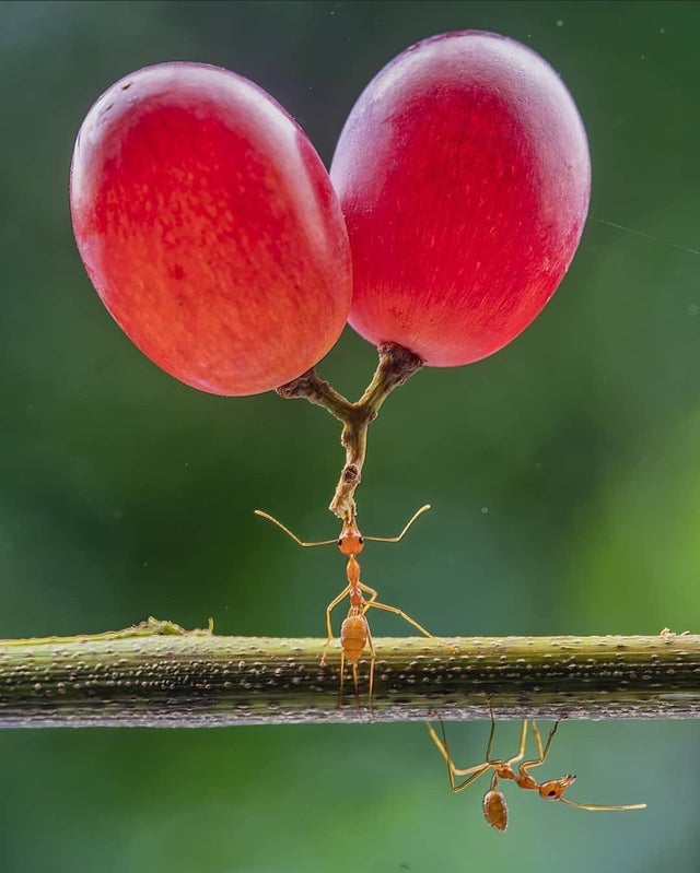 30张罕见的照片,马偷吃小鸡被鸡妈妈发现,鲨鱼被鱼头卡住喉咙休闲区蓝鸢梦想 - Www.slyday.coM 30张罕见的照片,马偷吃小鸡被鸡妈妈发现,鲨鱼被鱼头卡住喉咙休闲区蓝鸢梦想 - Www.slyday.coM