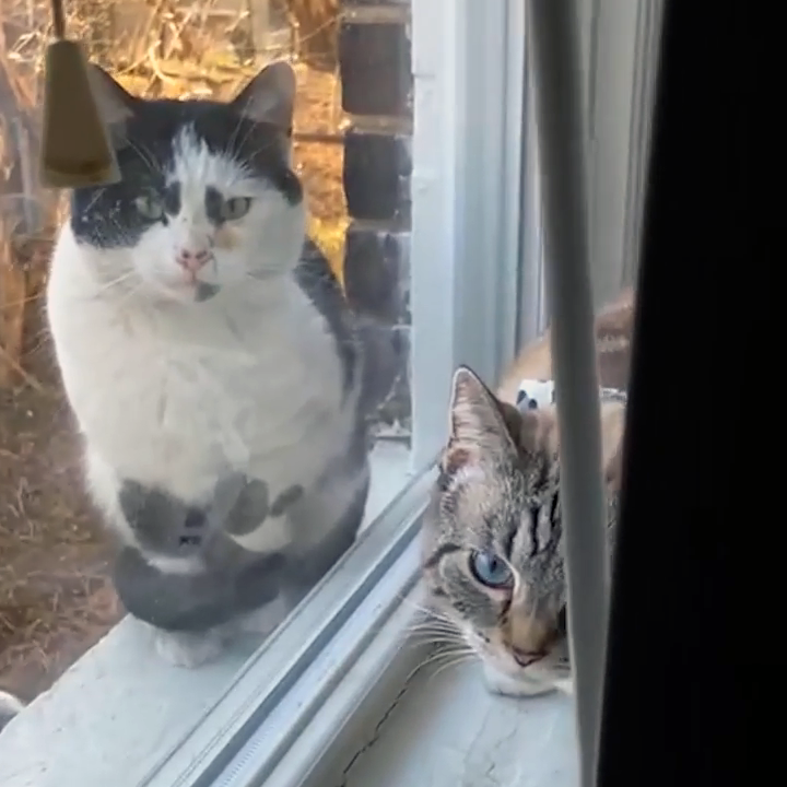 流浪猫因长得丑被嫌弃，为求好心人收养，它每天守在窗外休闲区蓝鸢梦想 - Www.slyday.coM