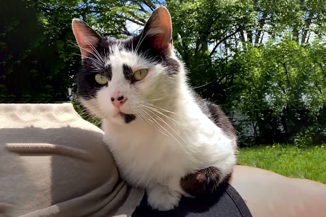 流浪猫因长得丑被嫌弃，为求好心人收养，它每天守在窗外休闲区蓝鸢梦想 - Www.slyday.coM