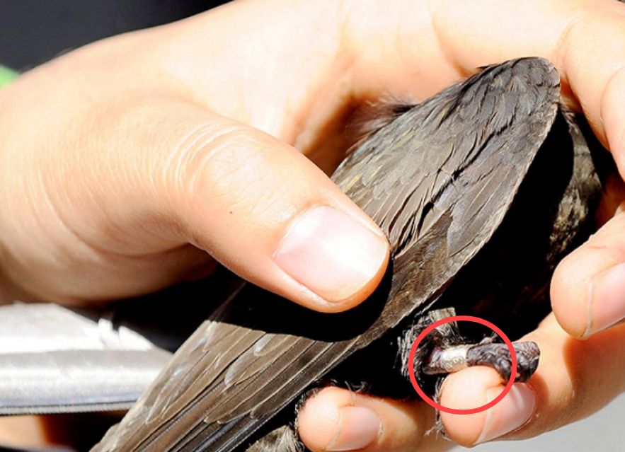 无脚鸟雨燕一生边飞边睡落地相当于死亡如何繁衍后代