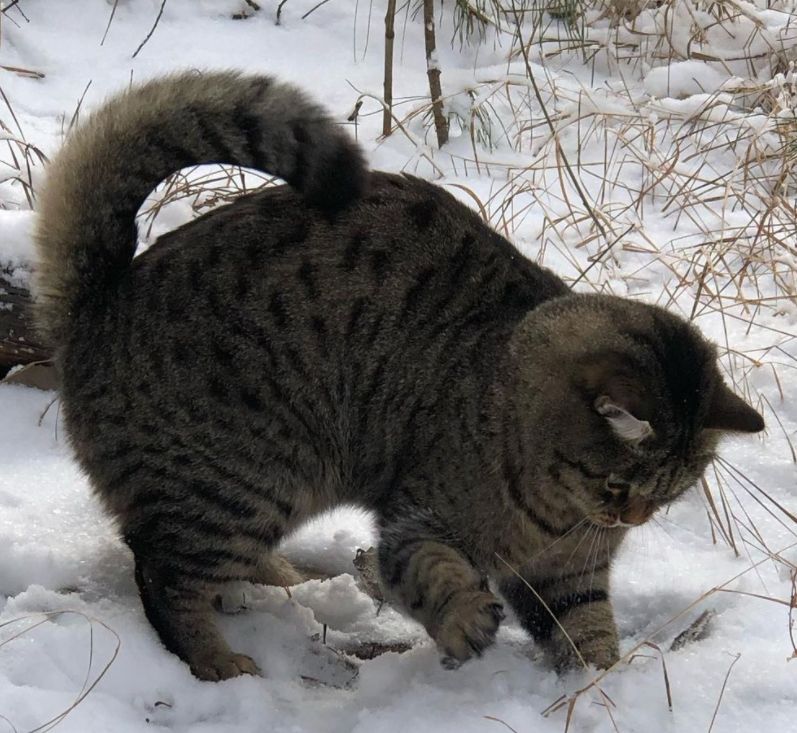 大家好,我是一头狸花猪!|猫猫|狸|雪地_新浪新闻