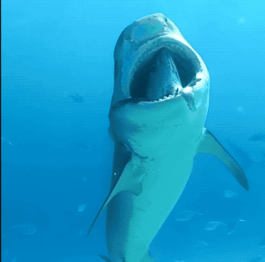 30张罕见的照片,马偷吃小鸡被鸡妈妈发现,鲨鱼被鱼头卡住喉咙休闲区蓝鸢梦想 - Www.slyday.coM 30张罕见的照片,马偷吃小鸡被鸡妈妈发现,鲨鱼被鱼头卡住喉咙休闲区蓝鸢梦想 - Www.slyday.coM