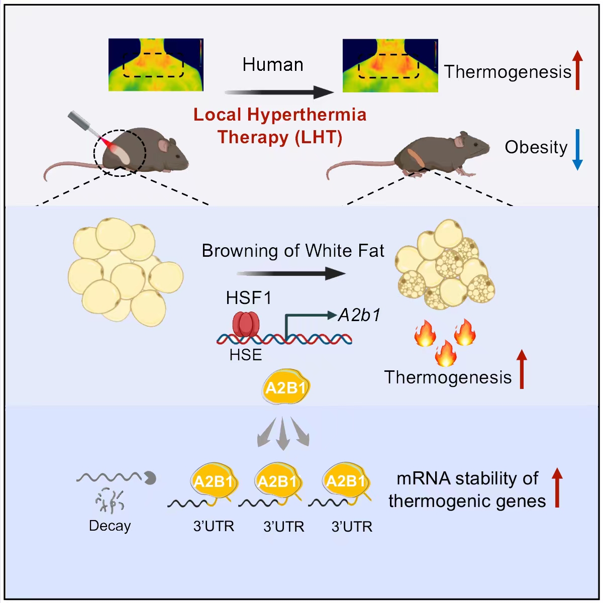 这个减肥新方法登上《细胞》封面！华东师大青年科学家发现局部热疗燃烧脂肪，改善代谢健康休闲区蓝鸢梦想 - Www.slyday.coM