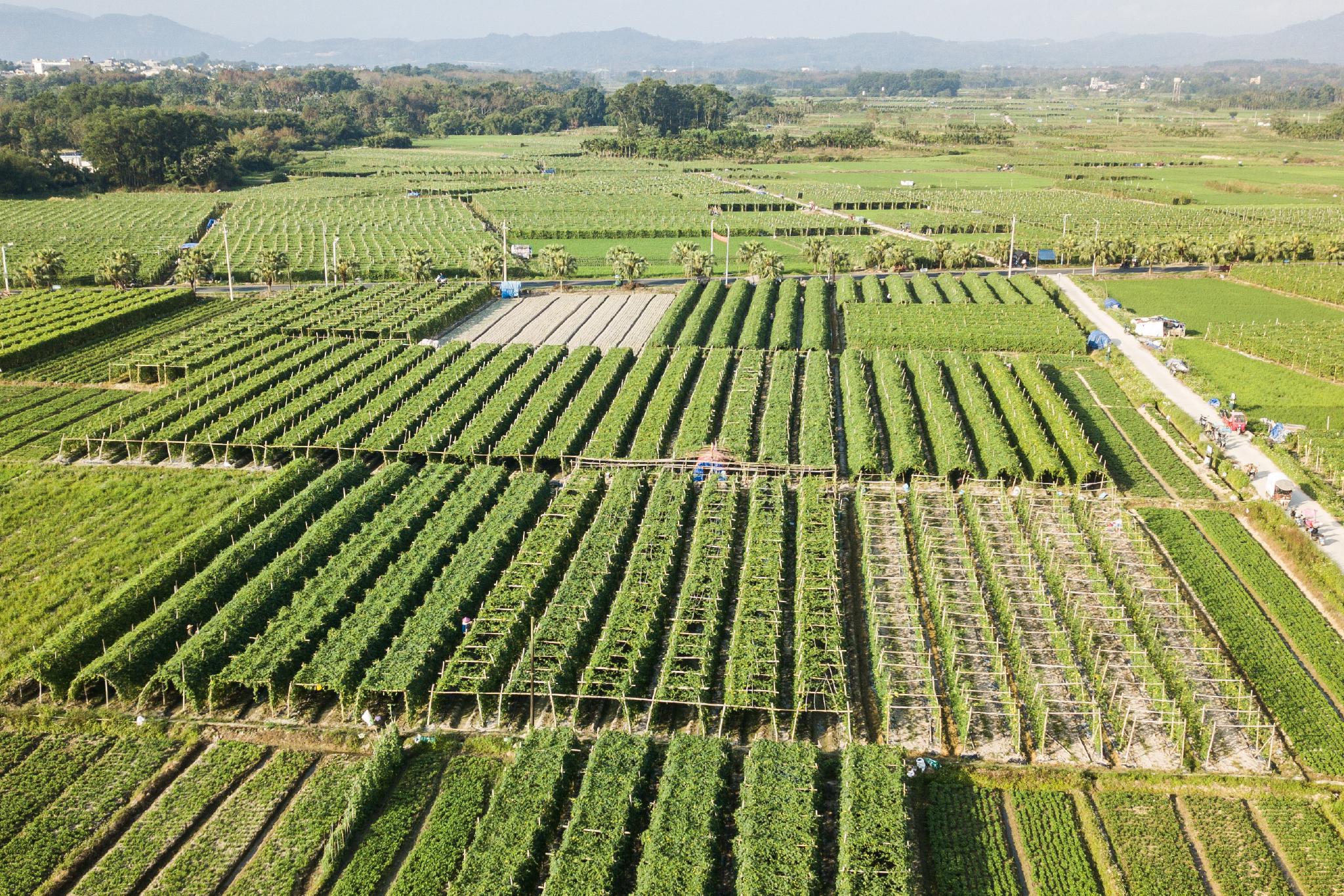 海南屯昌枫木苦瓜采收忙