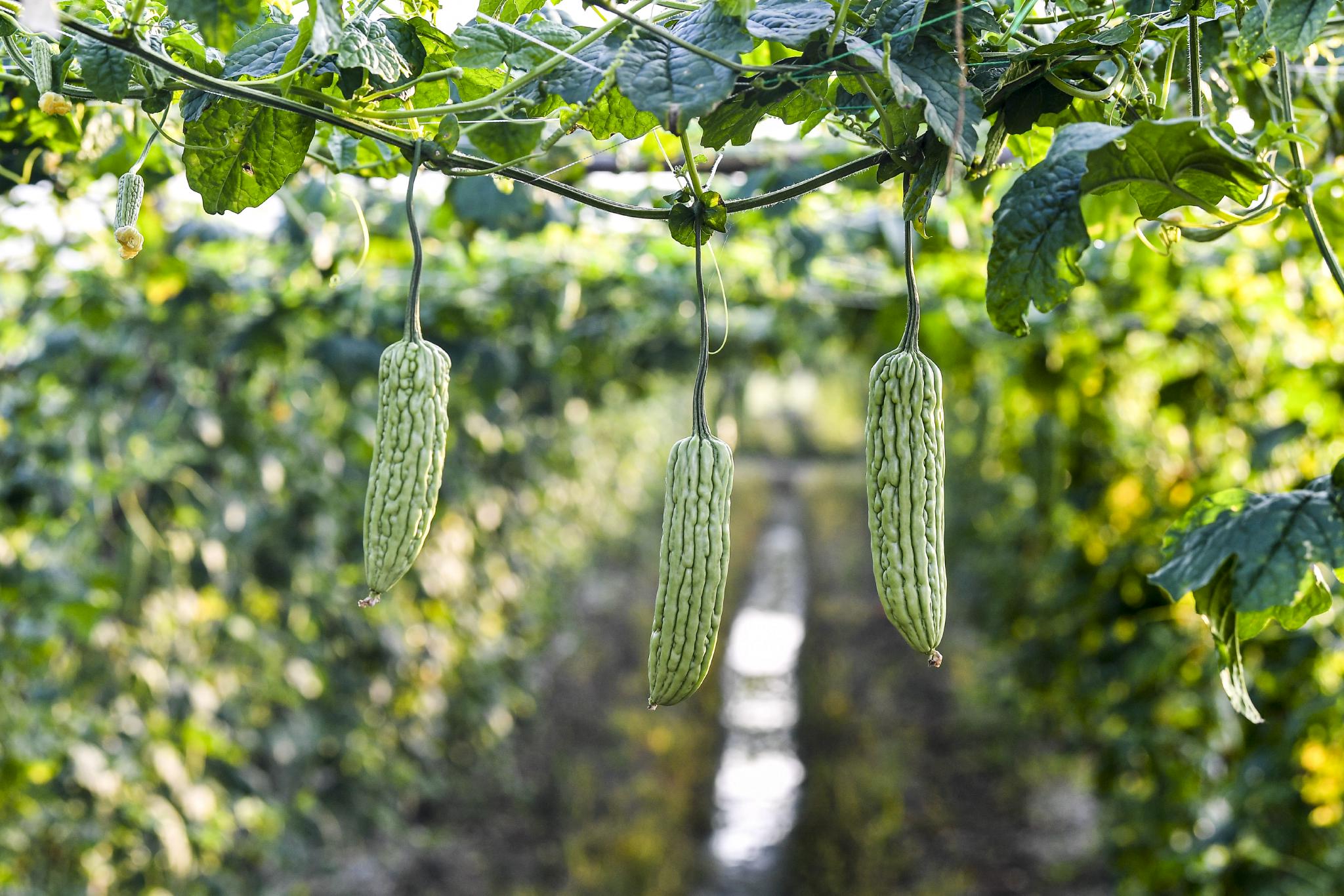 海南屯昌枫木苦瓜采收忙