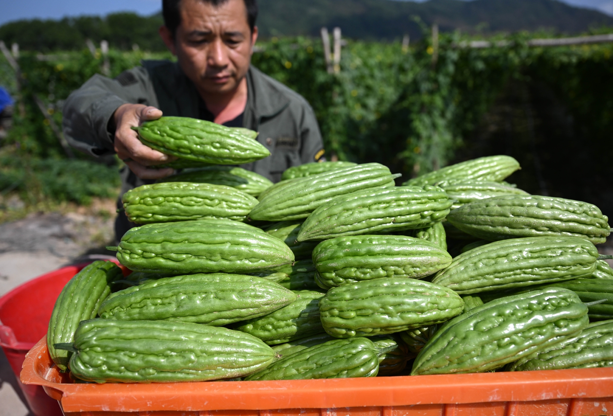海南屯昌枫木苦瓜采收忙