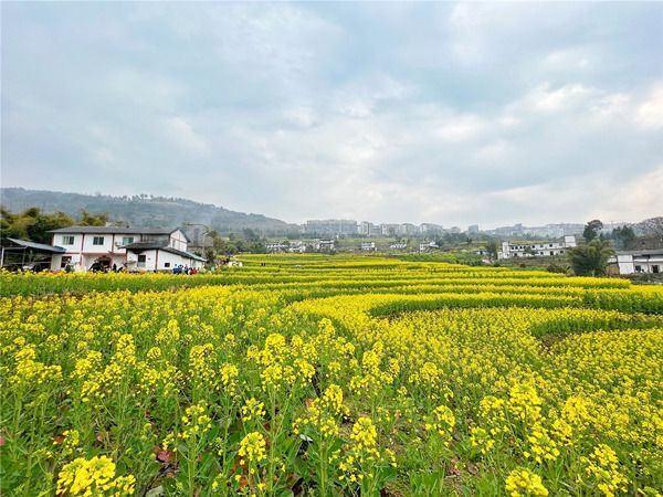 重庆云阳春天的约会栖霞油菜花节拉开帷幕
