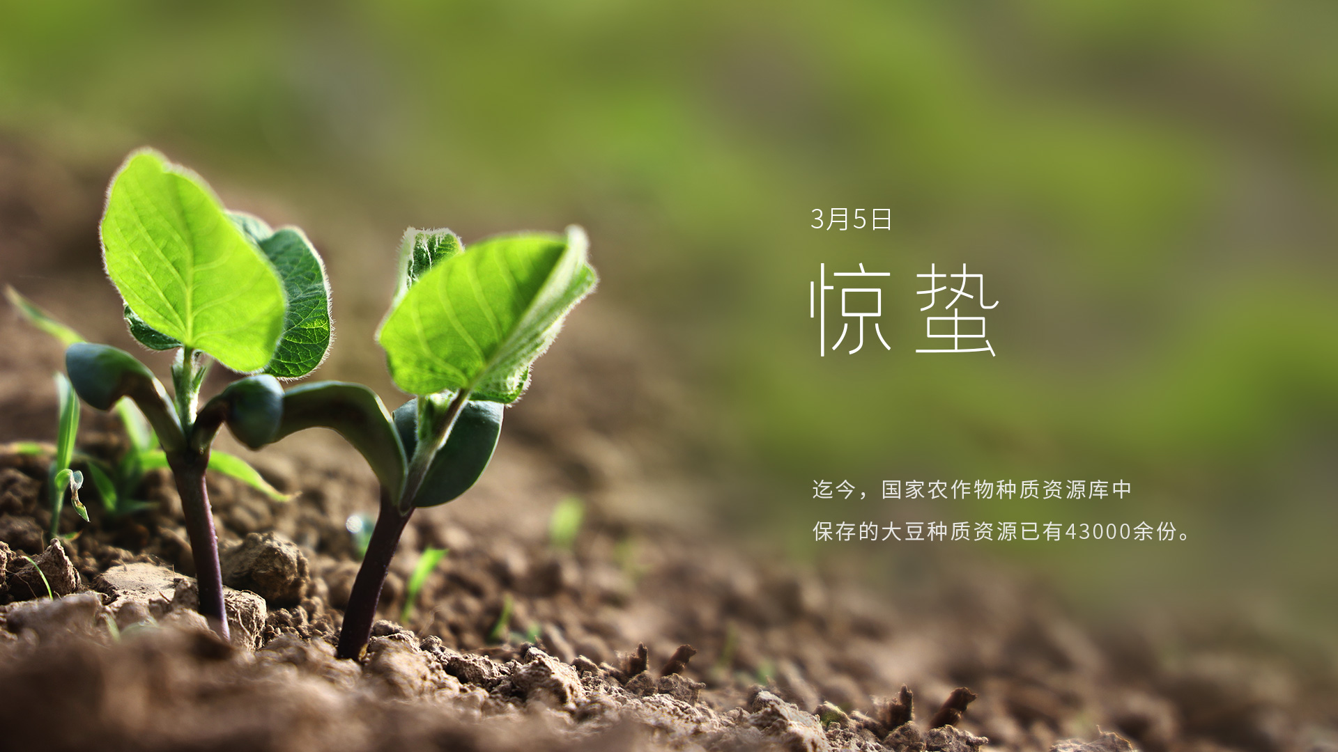 3月5日惊蛰:春雷响 万物长