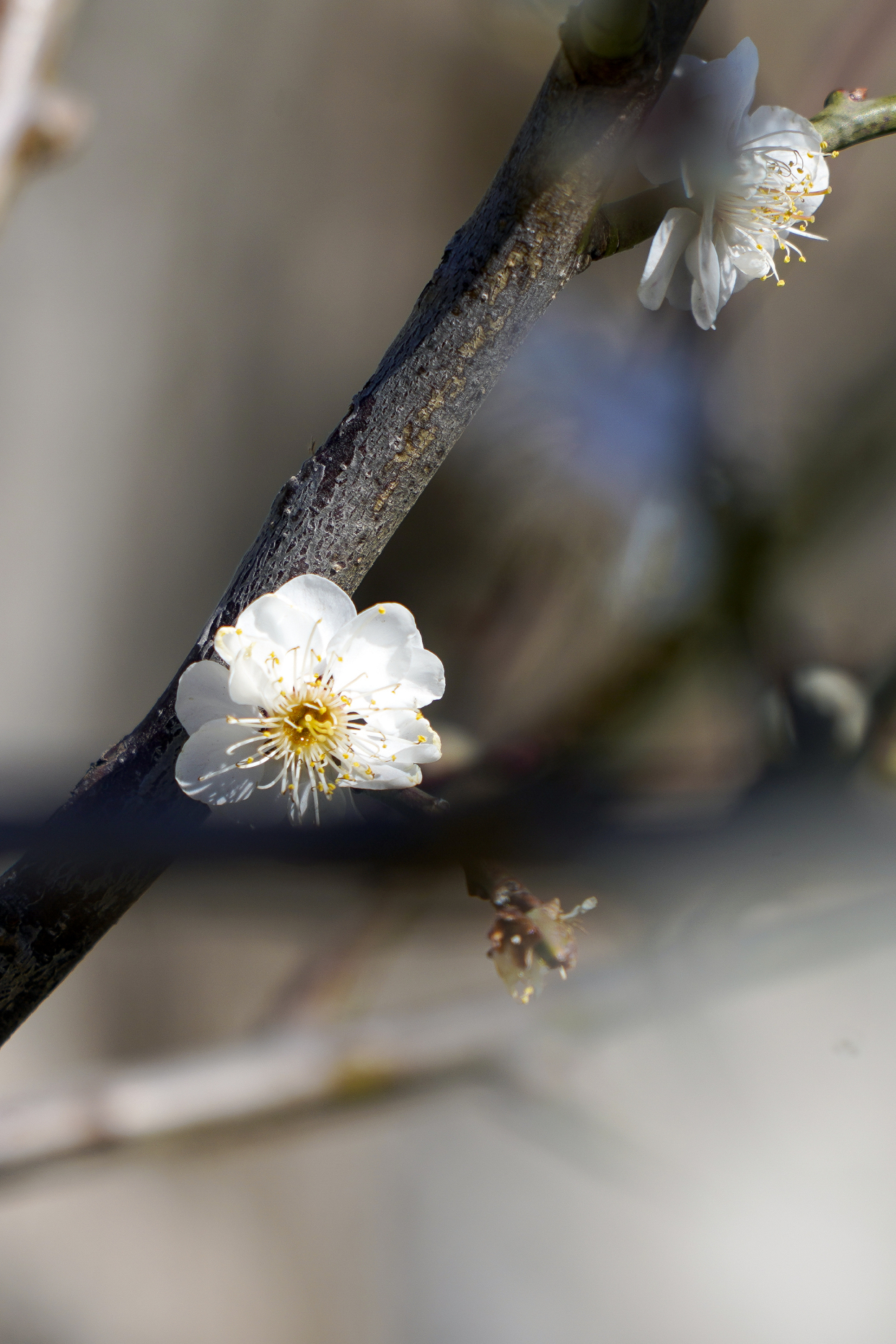 明城墙遗址公园梅花初绽