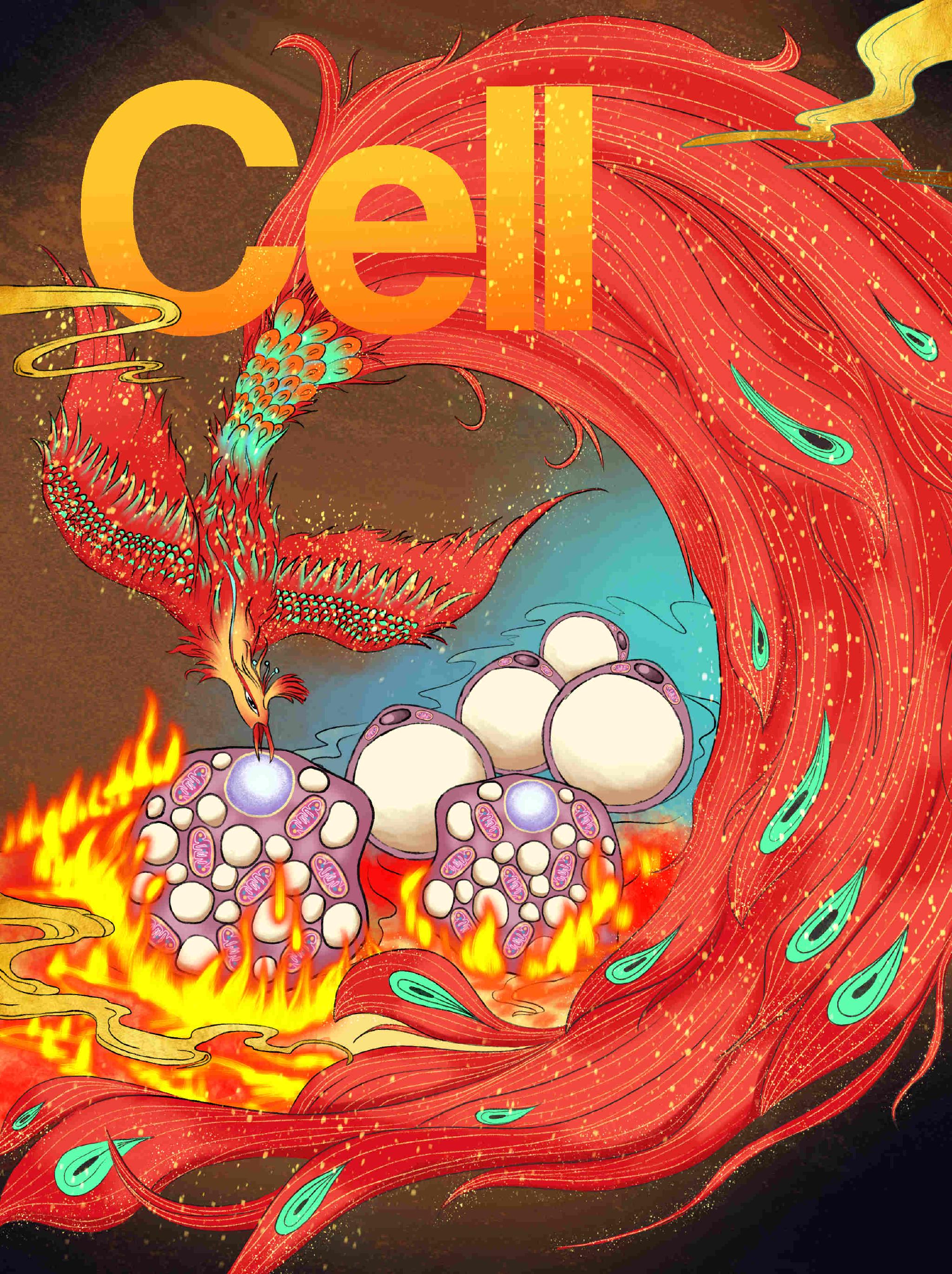 这个减肥新方法登上《细胞》封面！华东师大青年科学家发现局部热疗燃烧脂肪，改善代谢健康休闲区蓝鸢梦想 - Www.slyday.coM