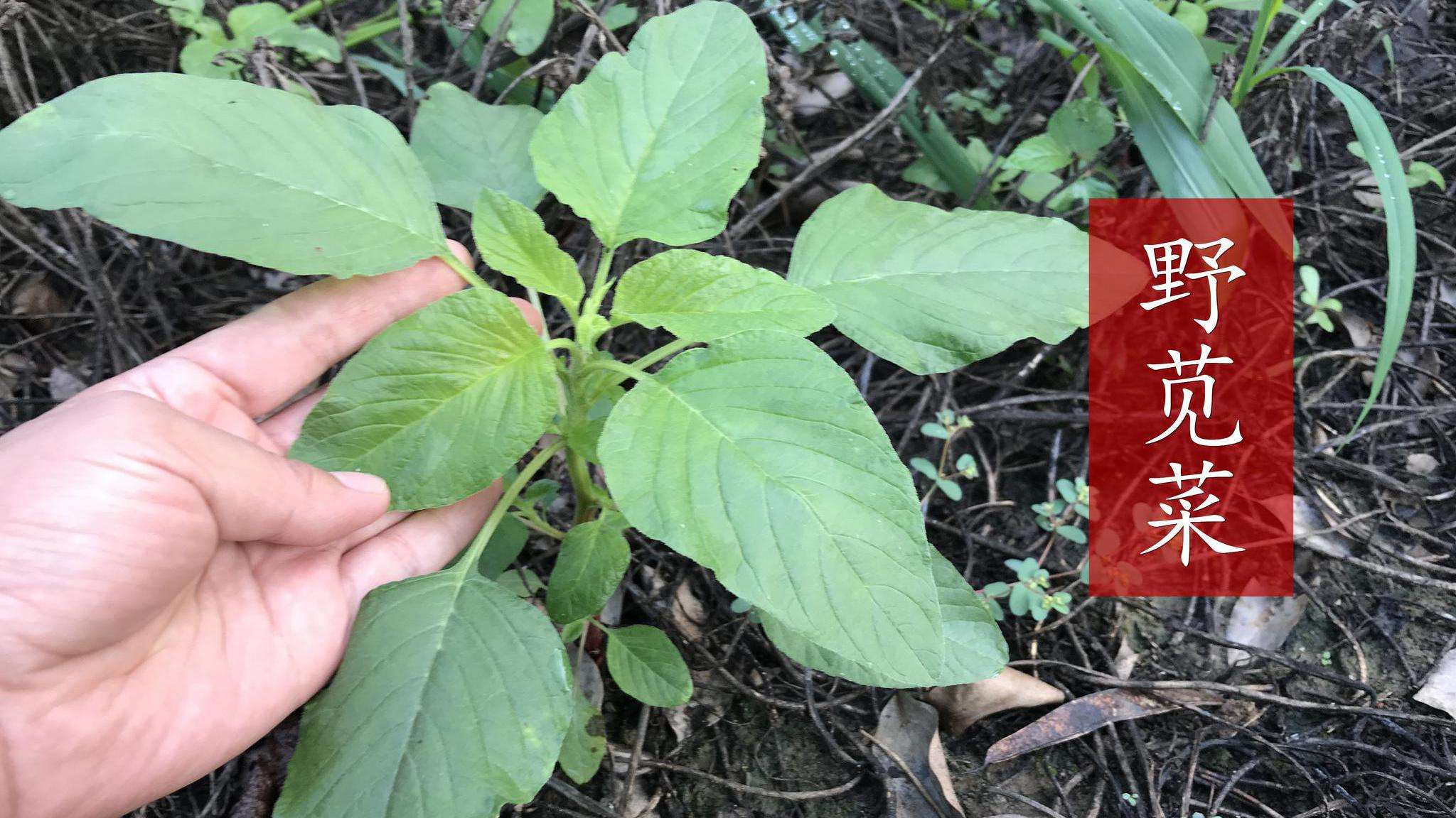 农村常见的野苋菜是个宝,茎叶可以食用,根还可以药用看到请重视|野苋菜|农村|止痛_新浪新闻