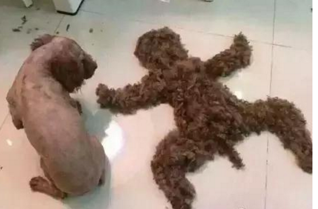 泰迪被主人骗去剃毛变成秃头后泰迪一脸生无可恋的模样